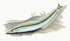 The lesser sand eel (Ammodytes Tobianus) illustration from The Natural History of British Fishes (1802) by Edward Donovan (1768-1837). Digitally enhanced from our own original edition.