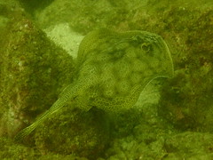 Stingray swimming (Urobatis halleri)