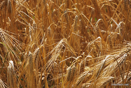 Пшениця, жито, овес InterNetri  Ukraine 045