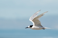 20180414_7505_7D2-400 White-fronted Tern (104/365)