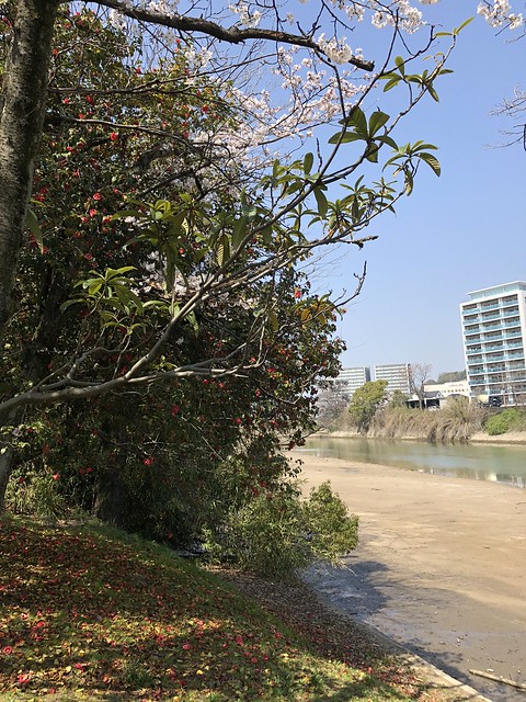 白島の桜(２)