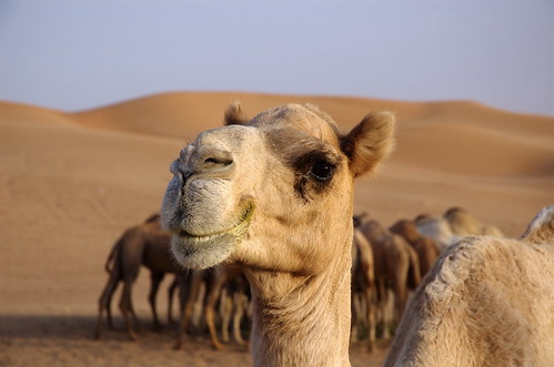 Camel Smile