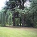 Trees in the Botanic Gardens