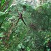Nurseryweb Spider With Nursery #2
