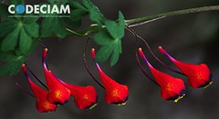 16 Tropaeolum tricolor - Proyecto Santuario de la Naturaleza Quebrada de Córdova, Región de Valparaíso, Chile