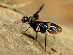 Black Aulacid Wasp Ovipositing
