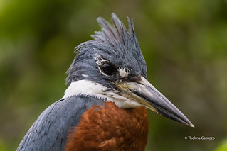 Portrait of a Wild Ringed Kingfisher