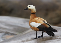 Rostgans (Tadorna ferruginea), Embalse de las Peñitas, Fuerteventura