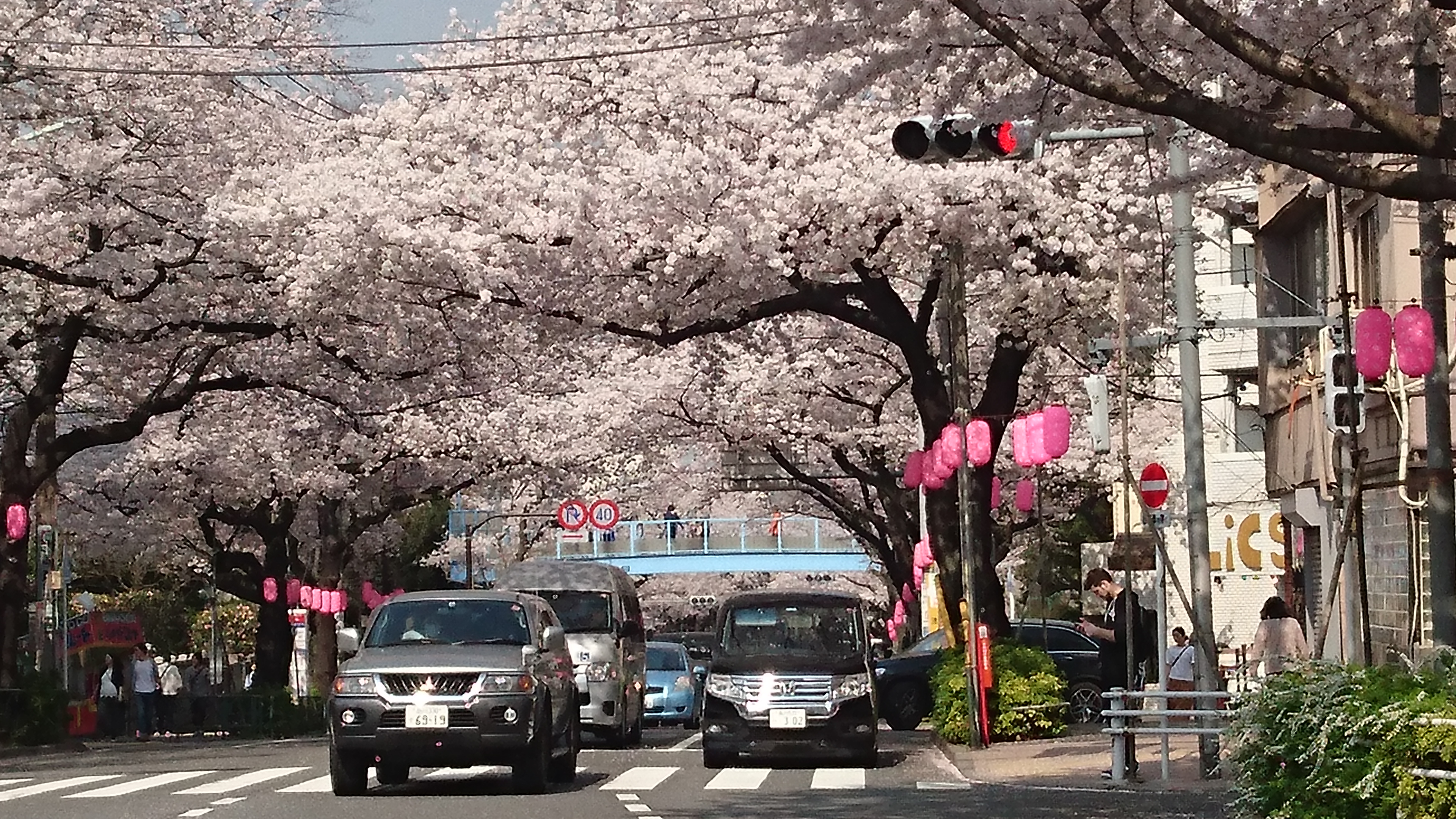 綺麗な桜並木(*´･ω･｀)bですね