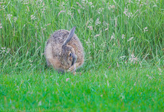 Hare eating it's ear (Lepus)- 'Z' for zoom