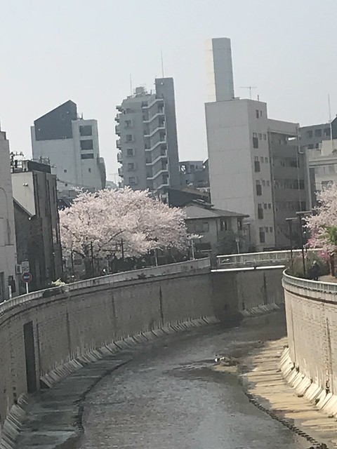相生橋から見た、菖蒲橋の桜。大きな桜の木...