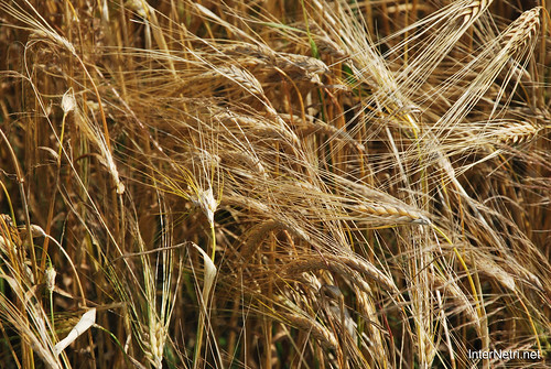 Пшениця, жито, овес InterNetri  Ukraine 029