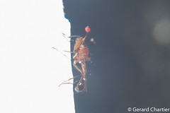 Teleopsis sp., Stalk-eyed Fly (Diopsidae)