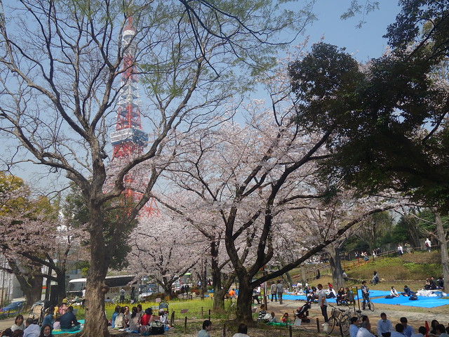 でも、やっぱり、芝公園の桜が好き( ´艸...