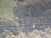 Bl Glente, Black-winged Kite, Almaraz