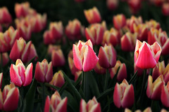 Tulips82