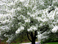 ornamental cherry tree