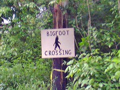 Bigfoot??
