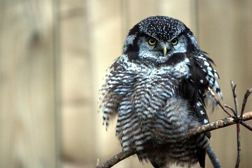 Chouette Épervière / Northern Hawk-Owl