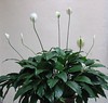 Spathiphyllum spp. 'Wallisii' (Peace Lily, White Anthurium)