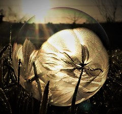 Bubble in the Grass..x