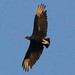 Black Vulture (Coragyps atratus)