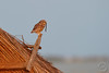 Steinkauz - Little owl - Cucuvea - Athene noctua