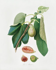 Monaco Fig (Fico della Lunigiana) from Pomona Italiana (1817 - 1839) by Giorgio Gallesio (1772-1839).