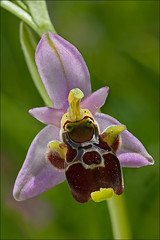 Ophrys-kvarneri_40
