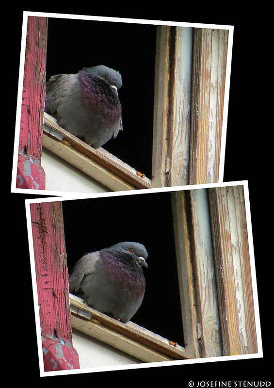 20170629_2 Cute pigeon sitting in window | Katowice, Poland<br/>© <a href="https://flickr.com/people/72616463@N00" target="_blank" rel="nofollow">72616463@N00</a> (<a href="https://flickr.com/photo.gne?id=42097523232" target="_blank" rel="nofollow">Flickr</a>)