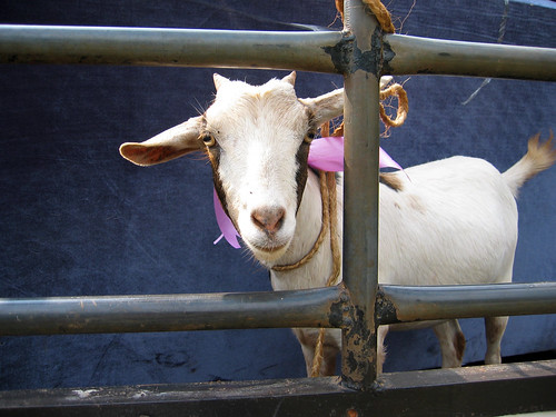 Wedding Goat