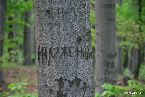 Ботанічний сад імені Гришка Буковий гай InterNetri  Ukraine 104