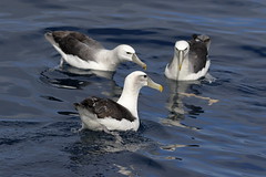 Shy Albatrosses