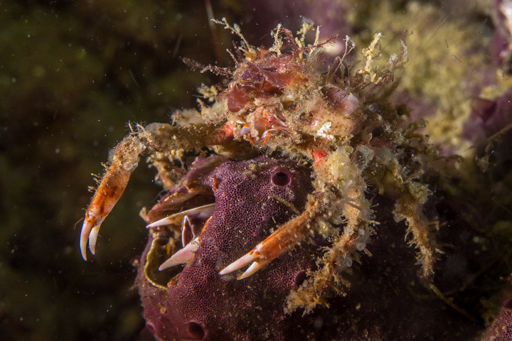 The World S Best Photos Of Diving And Pugetsound Flickr Hive Mind