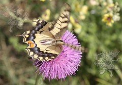 butterfly at Lucus Feronia 2018_01
