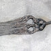 Cyathocrinites parvibrachiatus (fossil crinoid) (Mississippian; Crawfordsville, Indiana, USA) 3