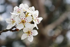 085/365 Blossoms