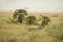 Safari day 2 Serengeti