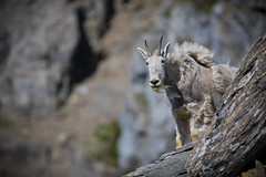 Anglų lietuvių žodynas. Žodis goat grass reiškia ožkos žolės lietuviškai.