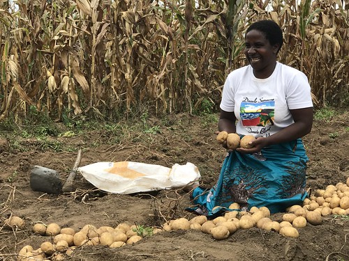 Potato Harvesting at a Demonstration Plot in Dedza District, Malawi