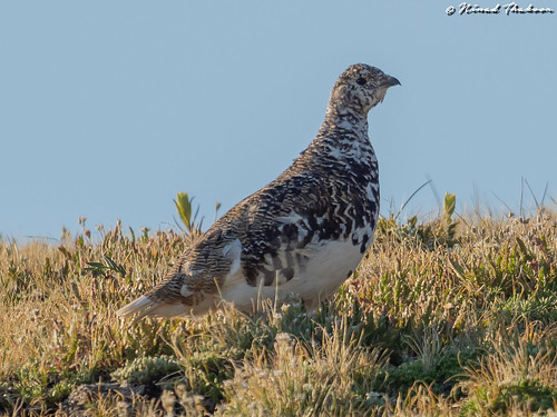 White-tailed Ptarmigan (Lifer) • <a style="font-size:0.8em;" href="http://www.flickr.com/photos/59465790@N04/28390012197/" target="_blank">View on Flickr</a>