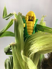 2018-201 - Sweet Corn