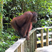 Orangutan 10