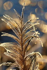 Feather and Frost