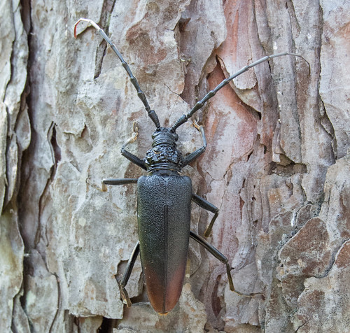 Усач большой дубовый / Cerambyx cerdo / Great capricorn beetle / Голям сечко / Großer Eichenbock