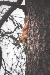 223/365 - Red Squirrel