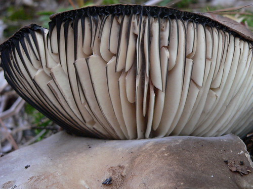 mushroom in WI