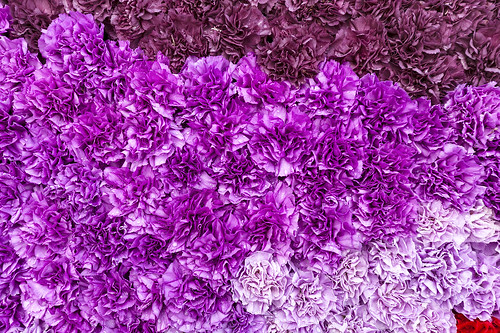 Imperial bouquet. Purple.