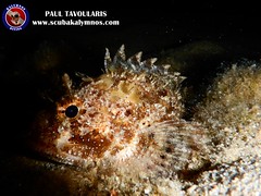 Kalymnos Diving Scorpion fish • <a style="font-size:0.8em;" href="http://www.flickr.com/photos/150652762@N02/30189751478/" target="_blank">View on Flickr</a>