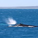 2018.08.02.11.35.48-Whale watching on FreedomIII-014